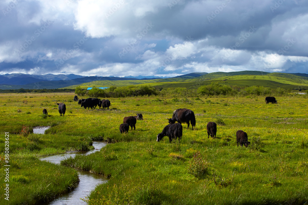 livestock on grass highland livestock on grass highland