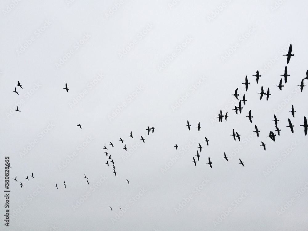 Geese silhouette in flight. Norfolk, UK. Geese silhouette in flight. Norfolk, UK.