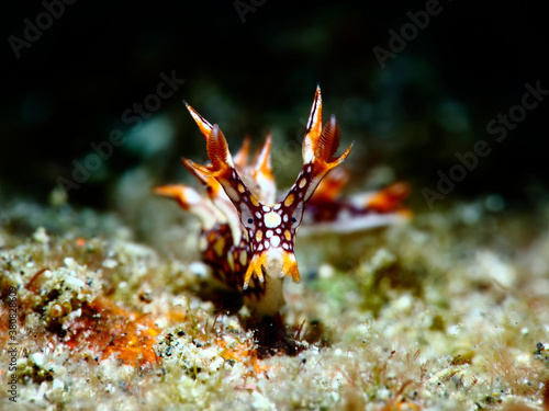 Colorful underwater macro photography