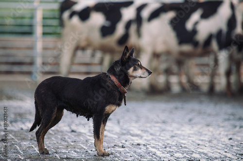 Working dog bringing the cows up for milking photo