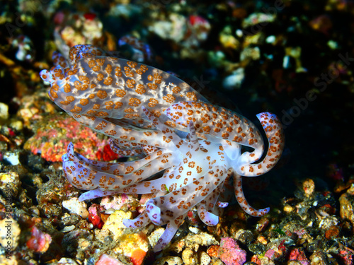 Colorful underwater macro photography