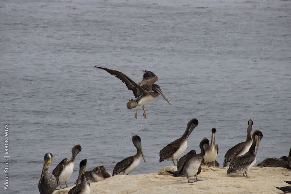 Pelican Flying through the Air by the Sea