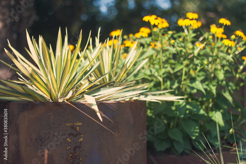 Yucca and Black Eyed Susan in Pipe Container