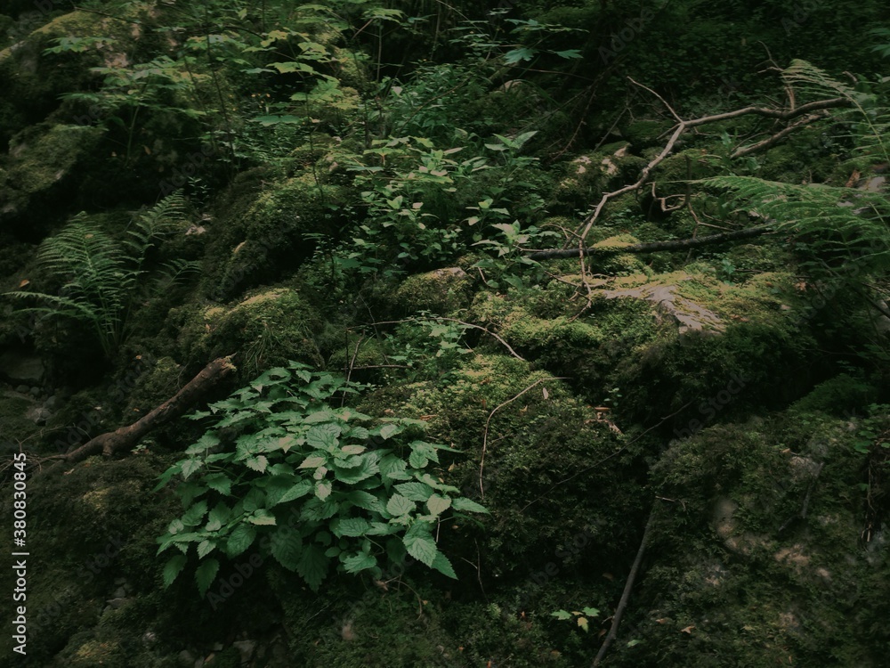 Green nature Green nature
