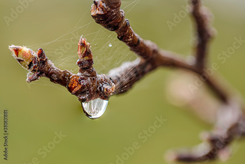 Rain drop hanging from a branch photo