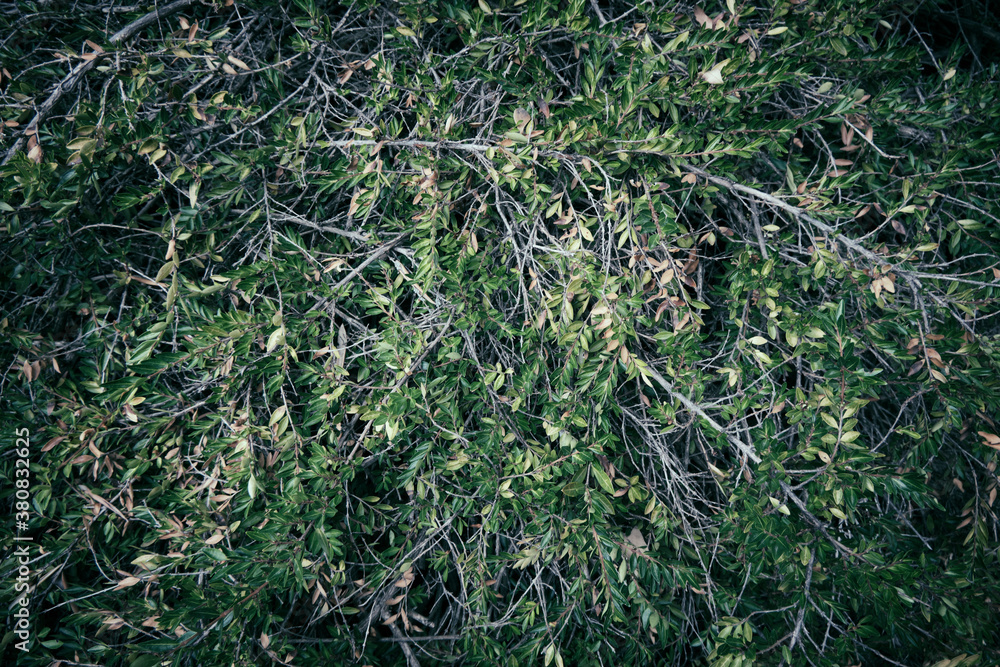 Creative layout made of green leaves. Flat lay. Nature background. High quality photo Creative layout made of green leaves. Flat lay. Nature background. High quality photo
