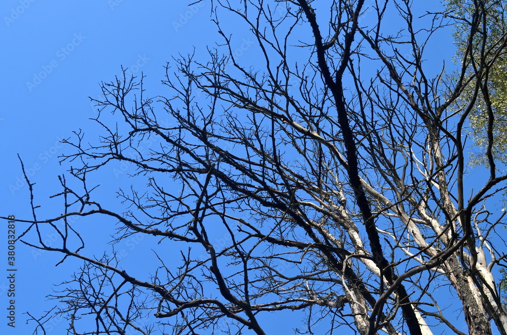 Withered dead tree on blue sky during summer Withered dead tree on blue sky during summer