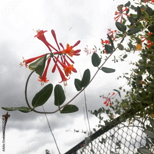 Coral Colored Honeysuckle in Bloom photo