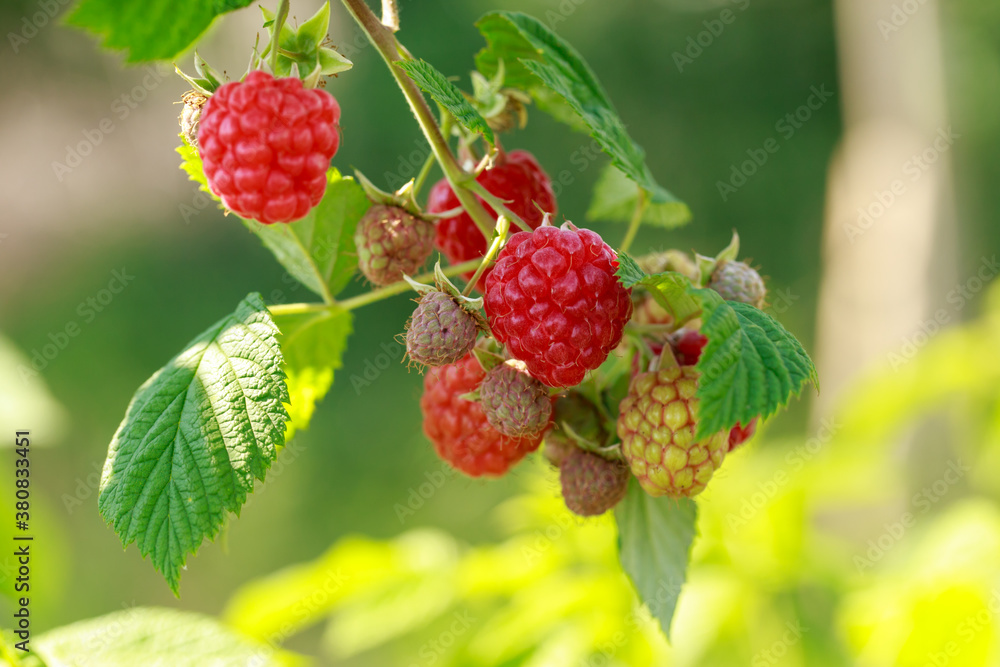 Big beautiful ripe raspberry