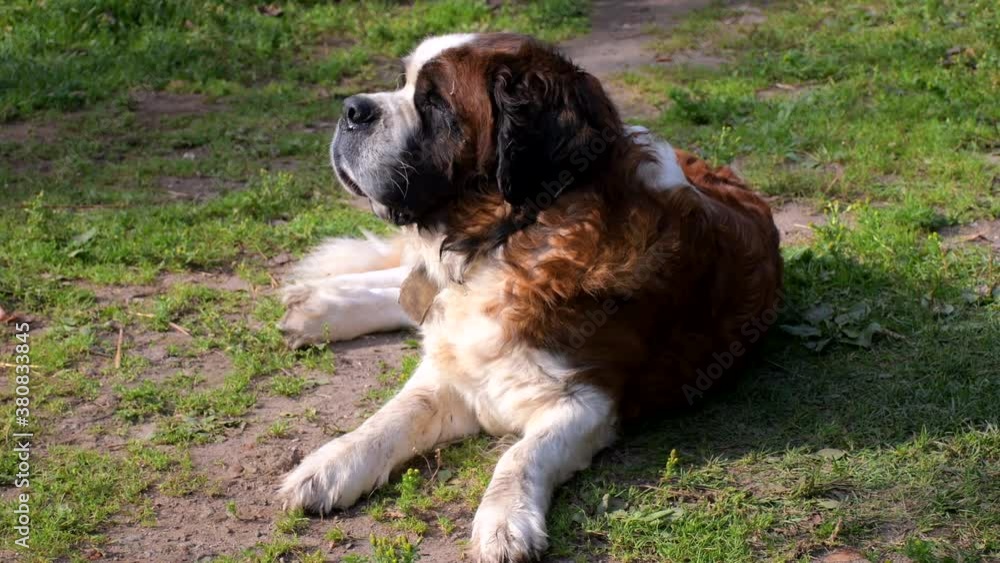 A large St. Bernard dog lies in the yard on the grass and raises its head when its owner calls: dog training, rescue dogs A large St. Bernard dog lies in the yard on the grass and raises its head when its owner calls: dog training, rescue dogs