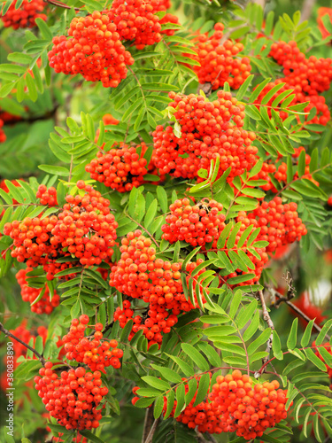 Mountain Ash tree with clusters of red berries.