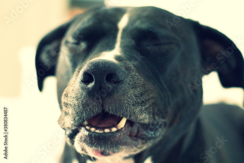 Older black and white dog eyes closed close up