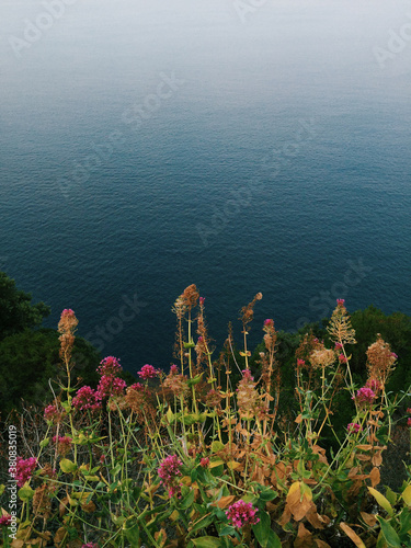 Wild Flowers on Mediterranean Coastline photo