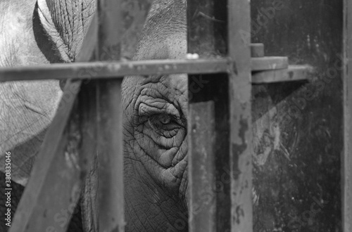 Caged elephant