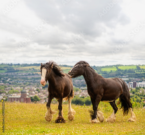 Two Dales Pony horses on the grass with a panoramic view in the background on cloudy summer day © agephotography