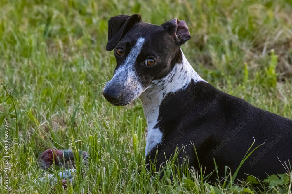 Small Spotty Greyhound Playing