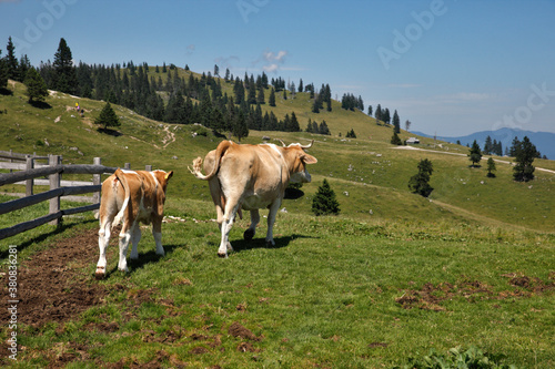 Cows on the green hill photo