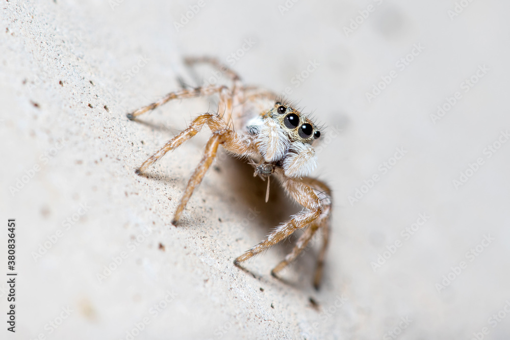 Female Menemerus semilimbatus spider staring from a concrete wall Female Menemerus semilimbatus spider staring from a concrete wall