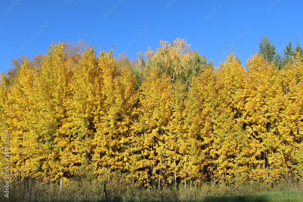 Birch trees in autumn for background