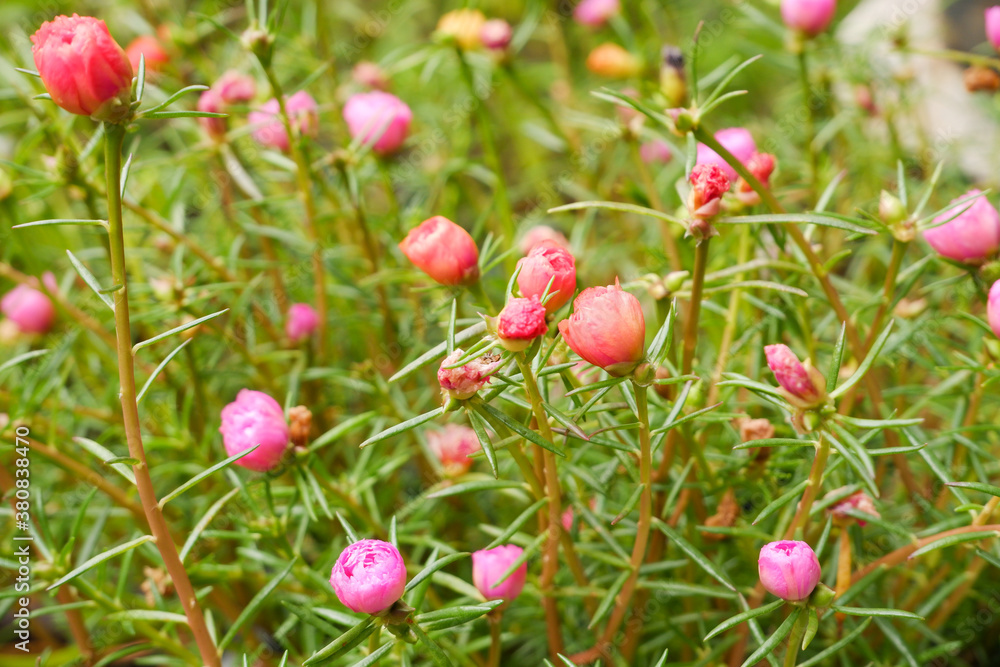 Foto de The rose moss flowers are blooming. This flower is other names