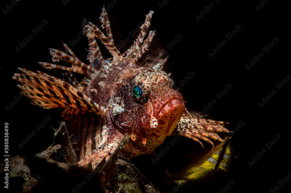 Obraz premium Dendrochirtus brachypterus shortfin lionfish 