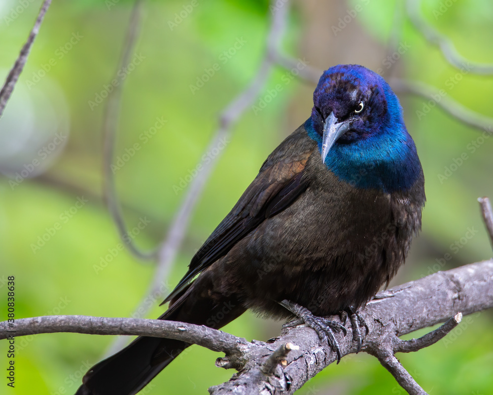 Obraz premium A Common Grackle perched on a tree.