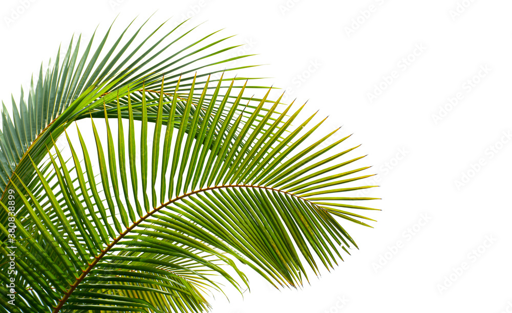 coconut palm leaves isolated on white background - obrazy, fototapety, plakaty 
