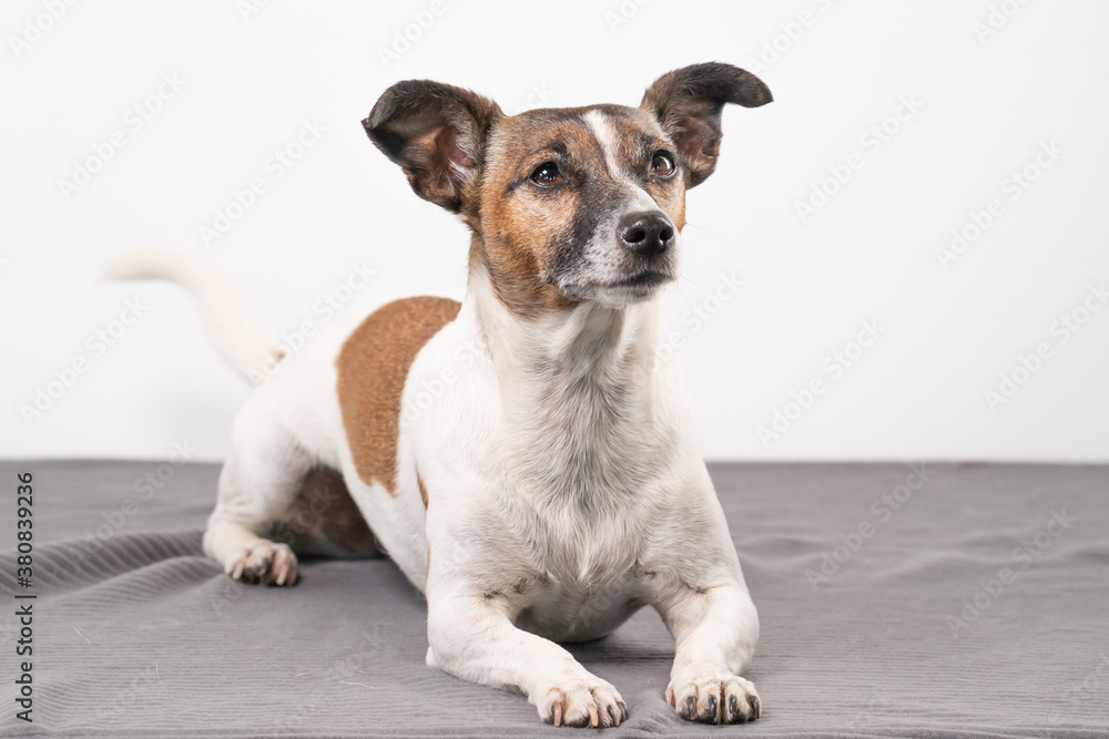 Brown, black and white older Jack Russell Terrier lies on a chair , full body Brown, black and white older Jack Russell Terrier lies on a chair , full body