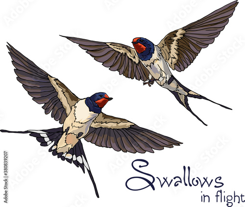Two swallows in flight