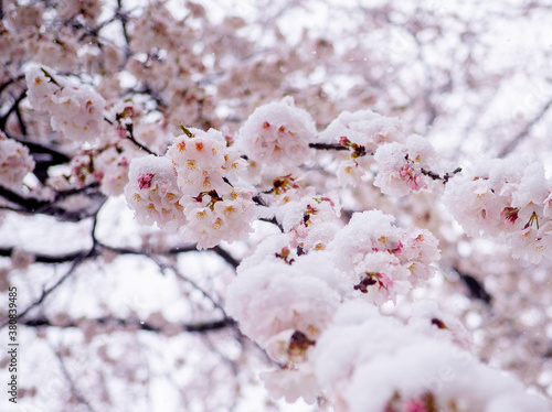 雪と桜