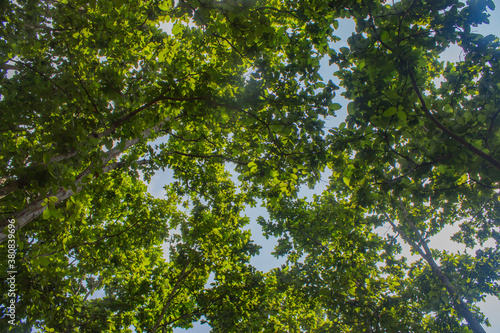 jungle canopy of green tree leaves
