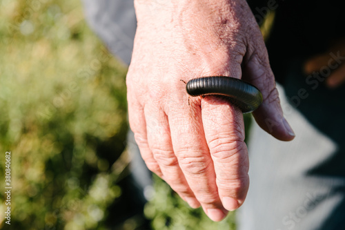 South African millipede, a shongololo,