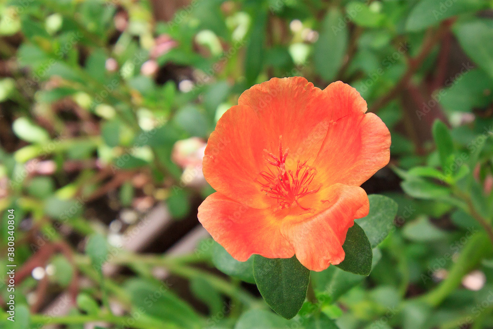 Beautiful orange flowers in the garden close up