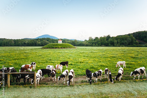 Wallpaper Mural Cows standing in pasture of a sacred Indian burial Mound Torontodigital.ca