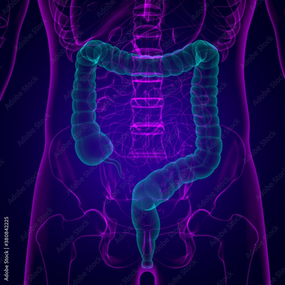 Large Intestine 3D Illustration Human Digestive System Anatomy Large Intestine 3D Illustration Human Digestive System Anatomy