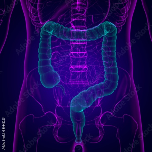 Large Intestine 3D Illustration Human Digestive System Anatomy