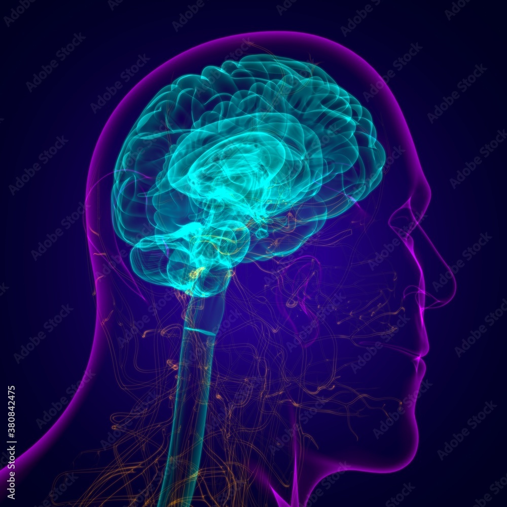 Human Brain Anatomy For Medical Concept 3D Human Brain Anatomy For Medical Concept 3D
