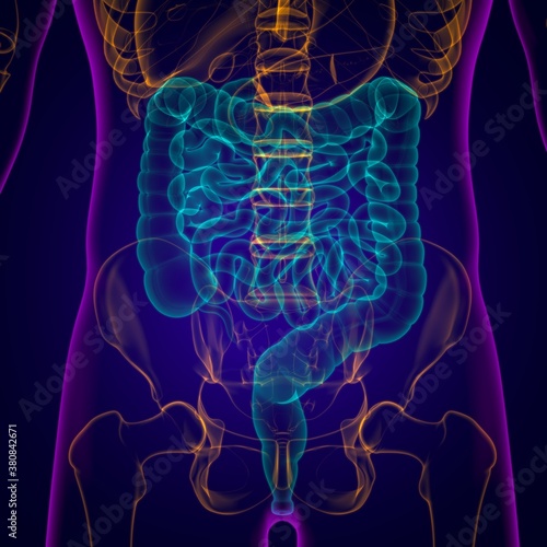 Small and large Intestine 3D Illustration Human Digestive System Anatomy