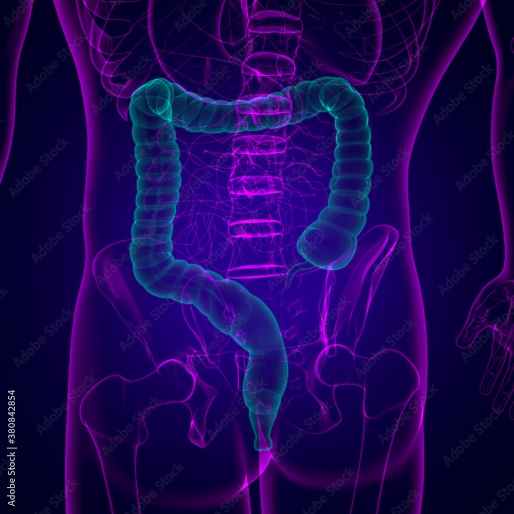 Large Intestine 3D Illustration Human Digestive System Anatomy Large Intestine 3D Illustration Human Digestive System Anatomy