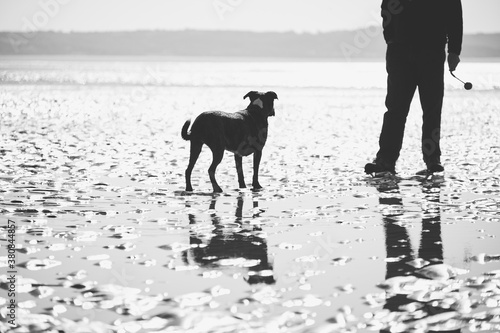 Dog waiting for it's owner to throw a ball on the beach. Wales, UK. photo