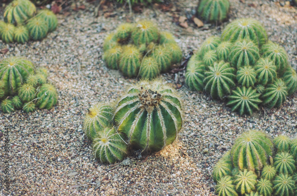 Garden of cacti Garden of cacti