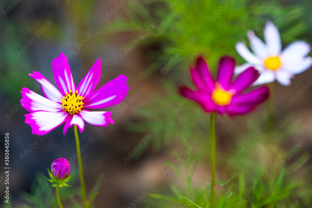 background nature colorful pink cosmos flowers in garden photograph postcard style background nature colorful pink cosmos flowers in garden photograph postcard style