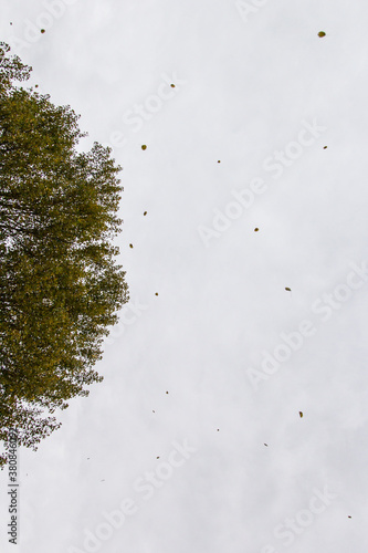 Tree, seen from below, losing its leaves photo