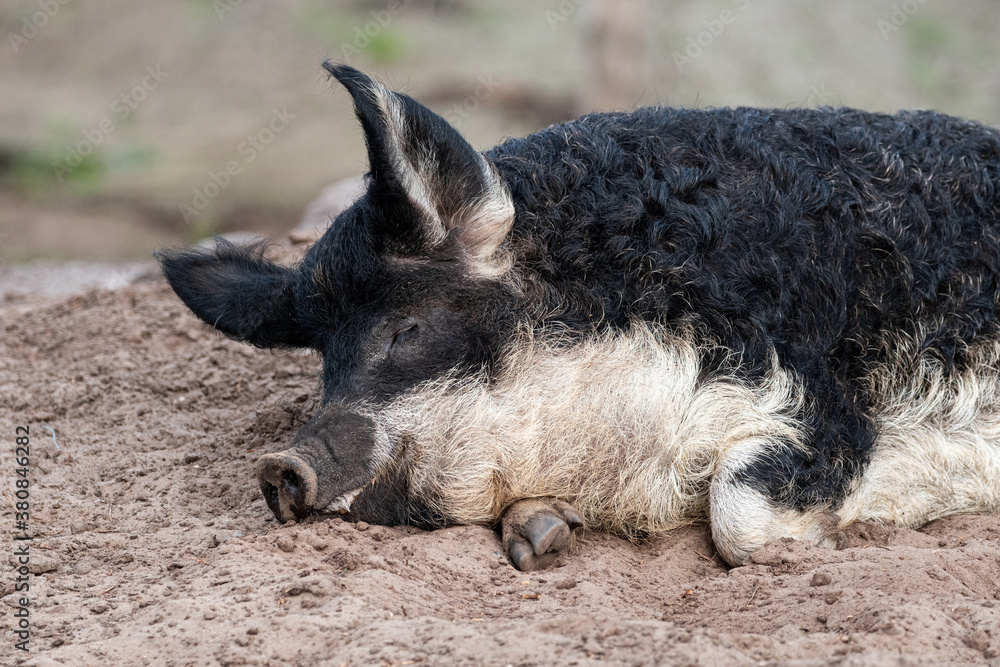 Fototapeta premium Ungarisches Wollschwein schläft - Artgerechte Tierhaltung, glückliche Schweine