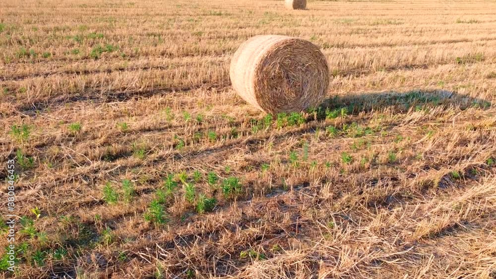 Golden bale of harvested hay on agricultural wheat field.Aerial view Golden bale of harvested hay on agricultural wheat field.Aerial view
