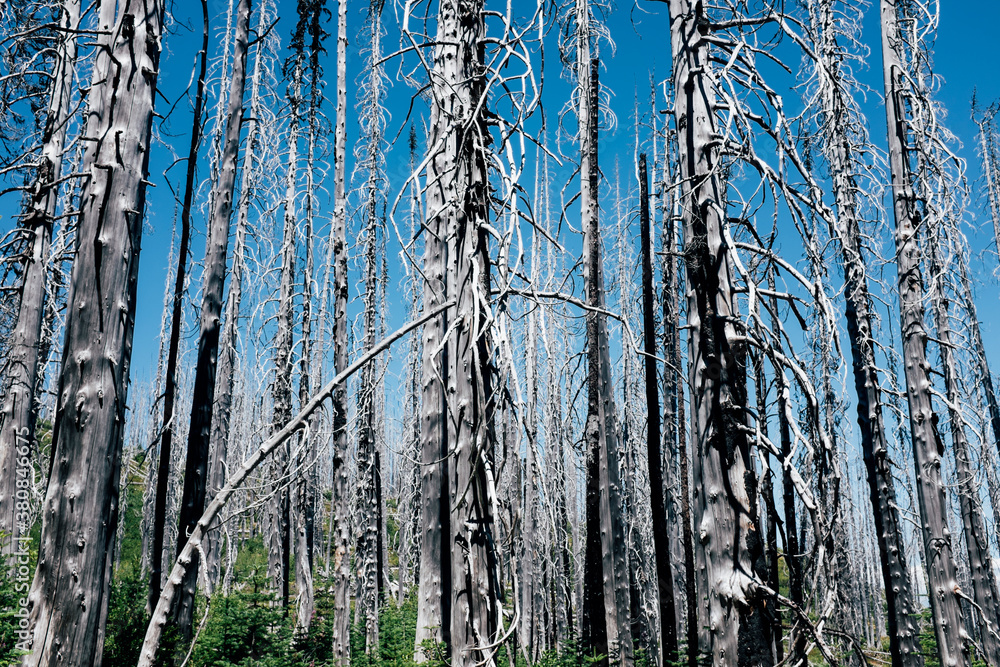 Fire damaged forest, new growth in foreground Fire damaged forest, new growth in foreground
