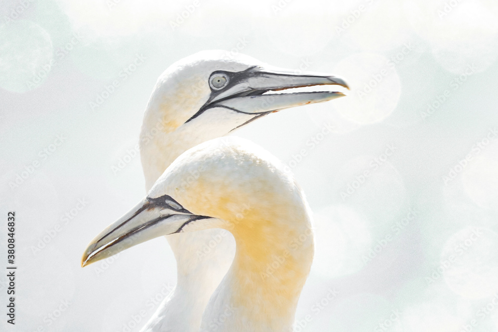 Fototapeta premium Portrait of pair of Northern Gannet, Sula bassana, Two birds love in soft light, animal love behaviour. Soft light in high-key