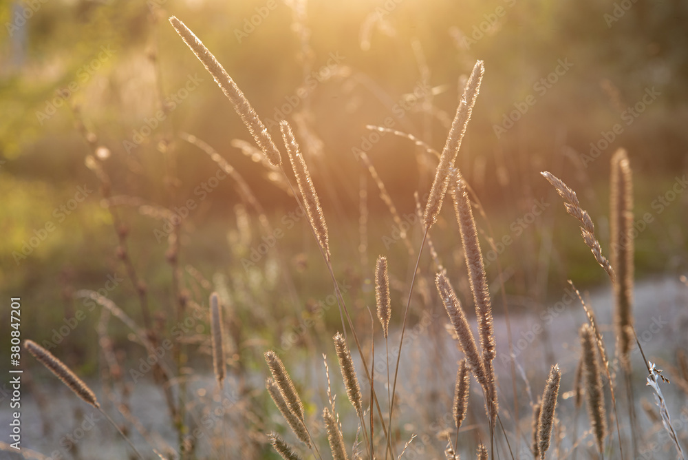 grass in the morning grass in the morning
