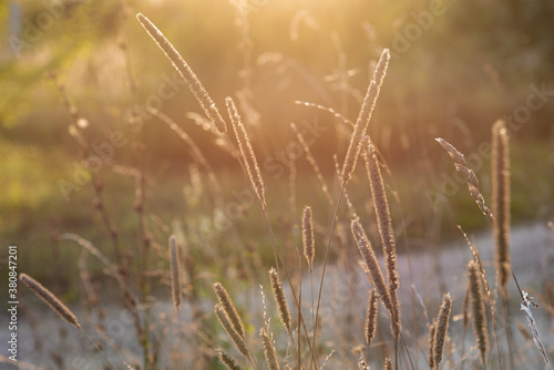 grass in the morning