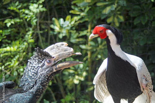 Silberfasan+Silberwangen-Hornvogel photo